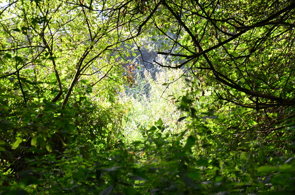 DSC_8485