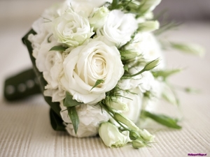 white-roses_490051103
