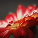 red-gerbera-flower_1470086719