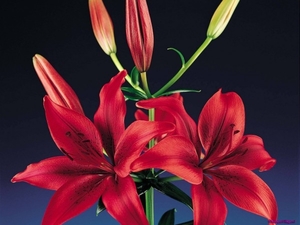 red-lilies_788600739