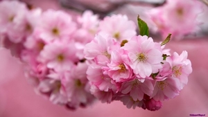 sakura-flower_1258115216