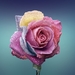 rose-beautiful-beauty-bloom