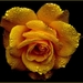 rose-roses-blossom-bloom-54620