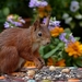 squirrel-sciurus-vulgaris-major-mammal-mindfulness-162829