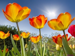 blooming-tulips_1058846814