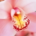 orchid-flower_1753005853