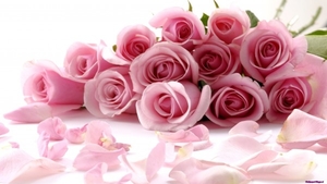 pink-roses-2_1991081049
