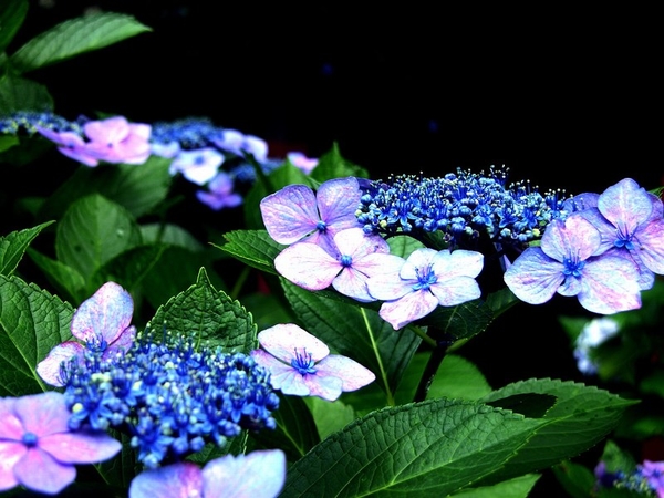 hydrangea-26