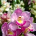 orchid-80-24