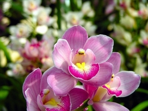 orchid-80-24
