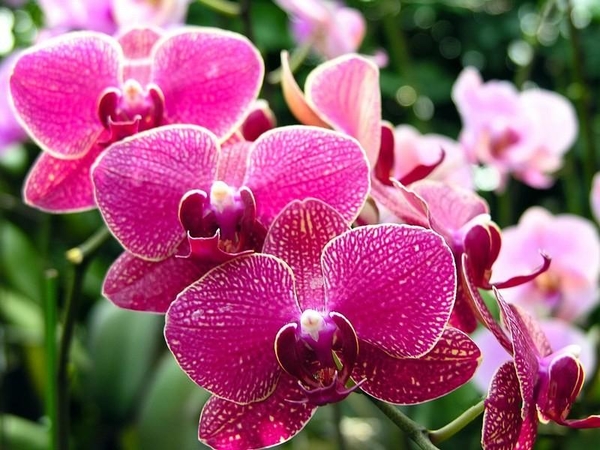 orchid-80-34