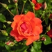 rose-534-4