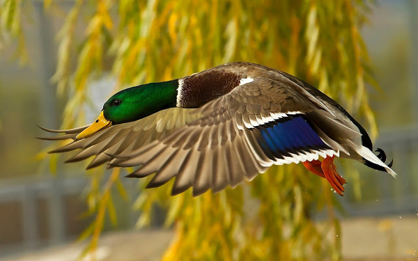 hd-mallard-wallpaper-with-a-low-flying-mallard-wallpapers-backgro