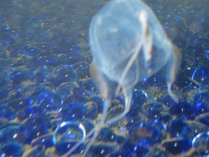 Jellyfish