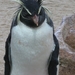 Ontsnapt uit Happy Feet