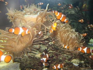 Nemo's