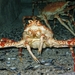 King crab