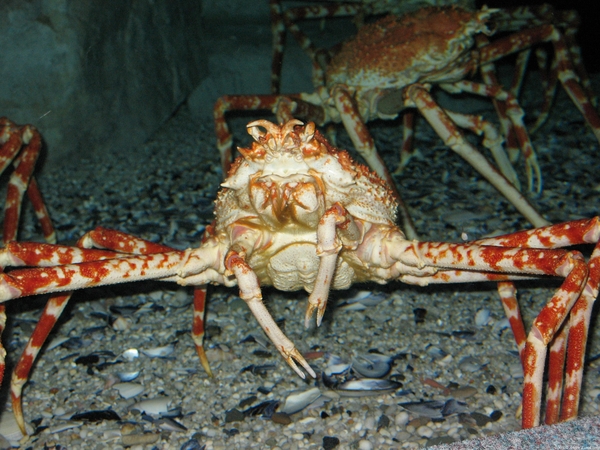 King crab