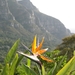 Oranje Strelitzia