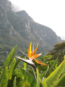 Oranje Strelitzia