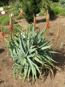 Aloe