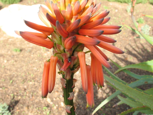 Aloe bloemen