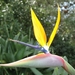 Strelitzia - Geel