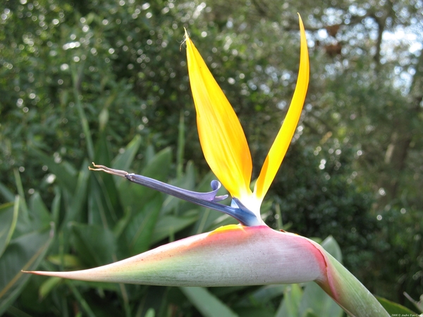 Strelitzia - Geel