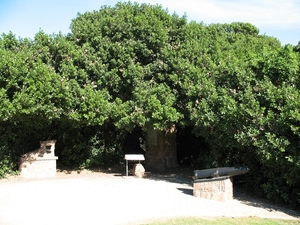 Old Post Office Tree