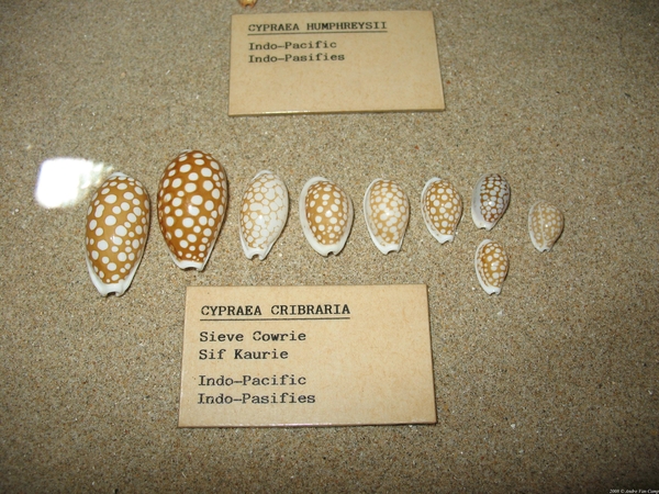 Sieve Cowrie