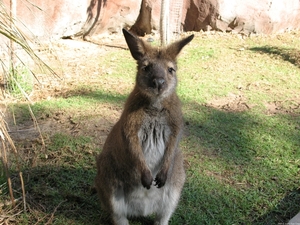 Wallabie - Eten bij ?