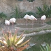 Flamingo's