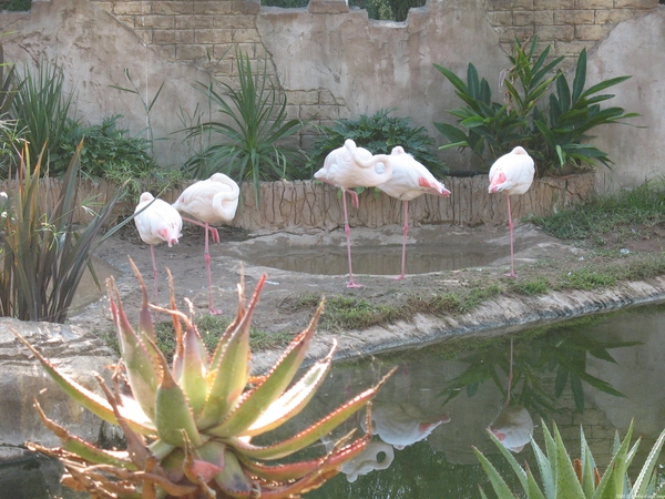 Flamingo's