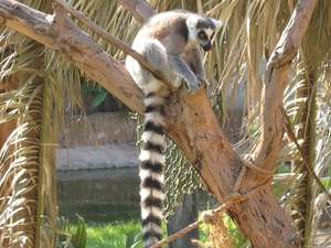 Madagascar ring-tailed lemur