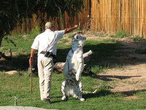 Witte Bengaalse tijger