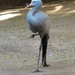 Blue Crane