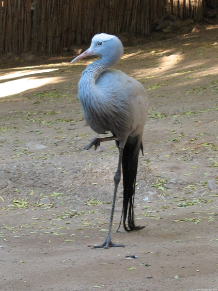 Blue Crane