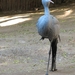 Blauwe Kraanvogel