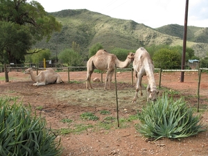 Camel Farm