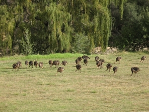 Struisvogels