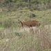 Red Hartebeest