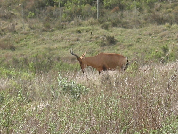 Red Hartebeest