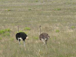 Bontebok National Park - Struisvogels