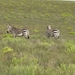 Cape Mountain Zebras