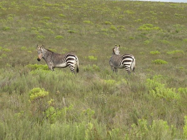 Cape Mountain Zebras