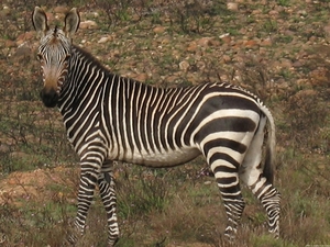 Cape Mountain Zebra