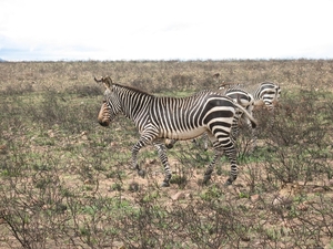 Cape Mountain Zebras op stap