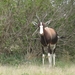 Bontebok