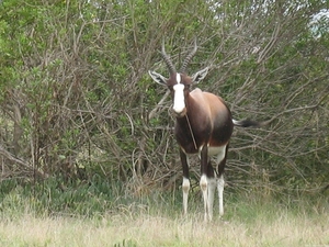 Bontebok