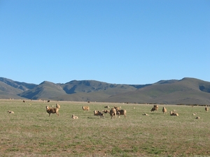 Groenland berge